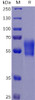 Human PD-1 Recombinant Protein hFc-His Tag HDPT0076