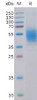 Human CLEC12A Recombinant Protein His Tag HDPT0115