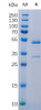 Human TNFSF12 Recombinant Protein hFc Tag HDPT0123