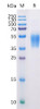 Human B7-H6 Recombinant Protein His Tag HDPT0137