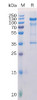 Human PMEL Recombinant Protein hFc Tag HDPT0139