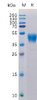 Human CD24 Recombinant Protein hFc Tag HDPT0149
