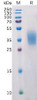Human PDL2 Recombinant Protein His Tag HDPT0155