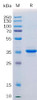 Human CD20 Recombinant Protein hFc Tag HDPT0160