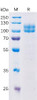 Human SLAMF3 Recombinant Protein hFc Tag HDPT0163