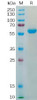 SARS-CoV-2 2019-nCoV S protein RBDK417N, E484K，N501Y, hFc Tag HDPT0186