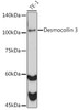 Anti-Desmocollin 3 Antibody CAB0445