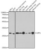 Anti-UPP1 Antibody CAB0613