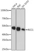 Anti-RCC1 Antibody CAB0662