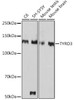 Anti-TYRO3 Antibody CAB0730