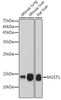 Anti-MGST1 Antibody CAB0880