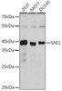 Anti-SAE1 Antibody CAB0891