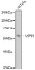 Anti-USP39 Antibody CAB1393