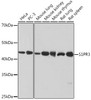 Anti-S1PR3 Antibody CAB1404