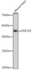 Anti-ZNF259 Antibody CAB1487