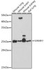 Anti-VAMP7 Antibody CAB18698