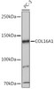 Anti-COL16A1 Antibody CAB18837