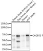Anti-OsGBSS? Antibody CAB19151