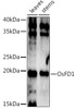 Anti-OsFD1 Antibody CAB19175