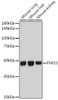 Anti-FMO3 Antibody CAB19222