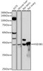 Anti-HSD3B1 Antibody CAB19266