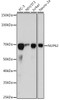 Anti-NUP62 Antibody CAB19271