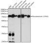 Anti-Peroxiredoxin 1 PAG Antibody CAB19273