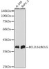 Anti-BCL2L14/BCLG Antibody CAB19292