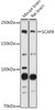 Anti-SCAF8 Antibody CAB19467