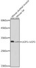 Anti-UCP1UCP3 Antibody CAB19526