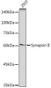 Anti-Synapsin II Antibody CAB19542