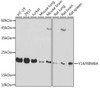 Anti-Y14/RBM8A Antibody CAB19599