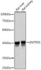 Anti-ENTPD5 Antibody CAB19647