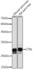 Anti-CTRL Antibody CAB19660