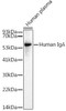 Anti-Human IgA Antibody CAB19704