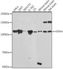 Anti-HSPA4 Antibody CAB19705