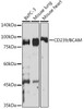 Anti-CD239/BCAM Antibody CAB19724