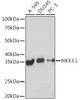 Anti-NKX3.1 Antibody CAB19734