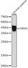Anti-ORM1 Antibody CAB19736