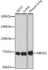 Anti-MEKK2 Antibody CAB19739
