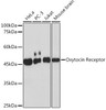 Anti-Oxytocin Receptor Antibody CAB19740
