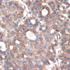 Anti-Plectin Antibody CAB19743