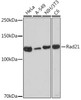 Anti-Rad21 Antibody CAB19749