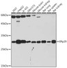 Anti-ERp29 Antibody CAB19771