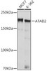 Anti-ATAD2 Antibody CAB19792