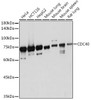 Anti-CDC40 Antibody CAB19794