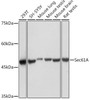 Anti-Sec61A Antibody CAB19795
