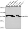 Anti-Renalase Antibody CAB19797