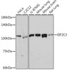 Anti-eIF2C3 Antibody CAB19819