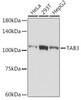 Anti-TAB3 Antibody CAB19824
